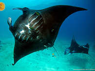 Tauchen mit Mantas – Raja Ampat 