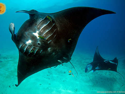 Tauchen mit Mantas – Raja Ampat 