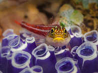 Tauchen Raja Ampat 