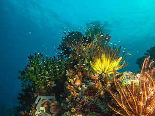 Korallen in Raja Ampat 