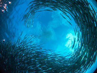 Tauchen mit Fischschwärmen 