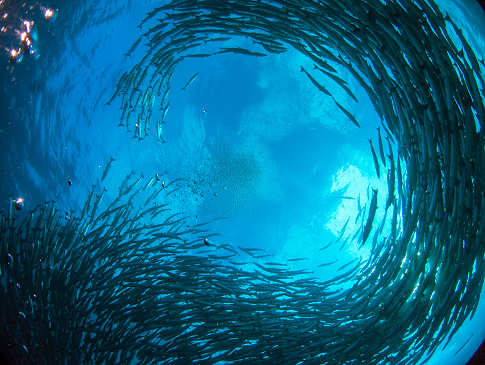 Tauchen mit Fischschwärmen 