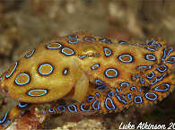 Blauring-Oktopus · Tauchen Raja Ampat 