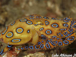 Blauring-Oktopus · Tauchen Raja Ampat 