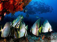 Tauchen in Raja Ampat · Waiwo Tauchresort Waigeo 
