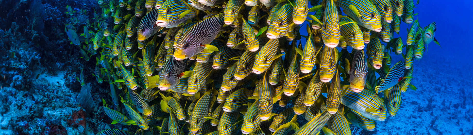 Tauchgang mit Süsslippen Schwarm in Raja Ampat – Dampier Strait, Indonesien  