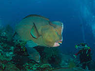 Tauchgang mit Büffelkopf-Papageifischen in Raja Ampat – Dampier Strait, Indonesien  