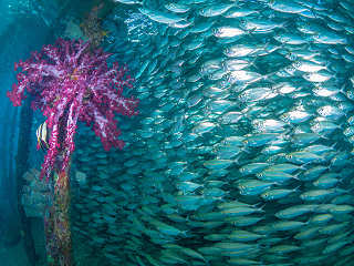 Tauchen Indonesien · Raja Ampat 