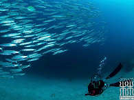 Tauchurlaub in Raja Ampat, Indonesien 