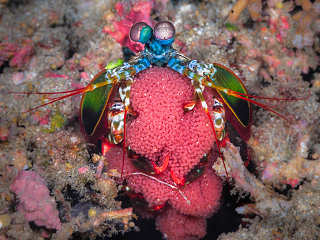 Fangschreckenkrebs · Tauchen Misool, Raja Ampat 