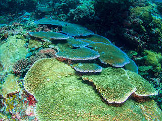 Korallen an Rinca Island · Tauchen Komodo 