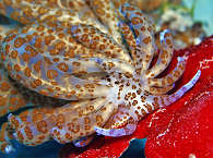 Phyllodesmium longicirrum 