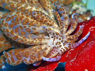 Phyllodesmium longicirrum 