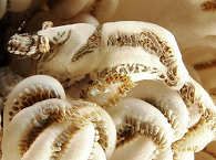 Alcyonohippolyte commensalis 