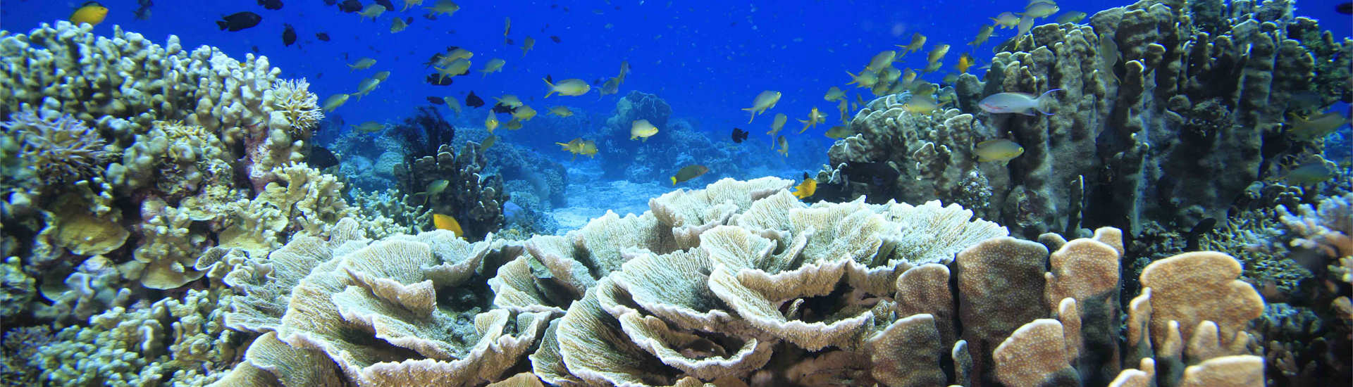 Tauchen vor Romblon, Philippinen 