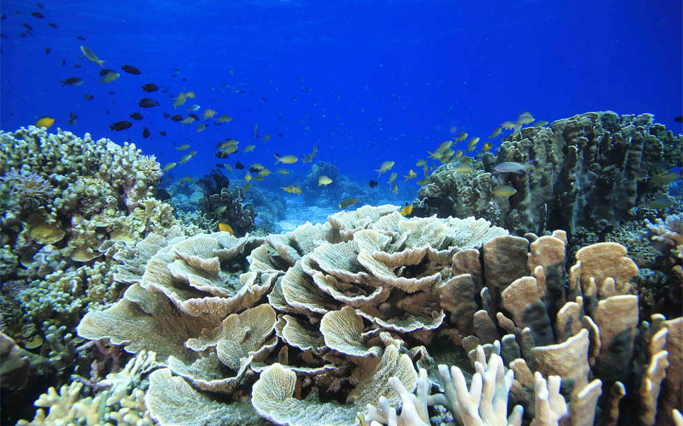 Tauchen vor Romblon, Philippinen 