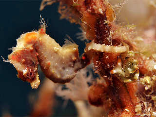 Hippocampus severnsi Romblon 