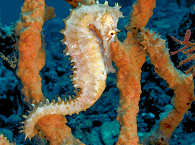 Seepferdchen, Salibay, Indonesien 