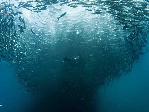 Tauchen mit Schwärmen in der Sea of Cortez · Tauchsafaris Baja California 