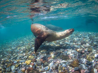 Tauchen Baja California – Sea Of Cortéz 