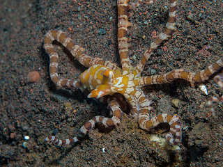 Wunderpus Krake vor Balis Nord-Ostküste – Indonesien 