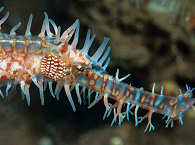 Geisterpfeifenfische (Ornate Ghost Pipefish ) – Seraya Secrets bei Tulamben, Bali 