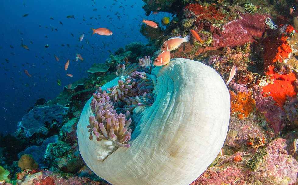 erstaunliche Korallen im Bunaken Nationalpark – Indonesien 