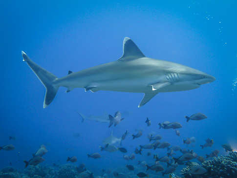 Silver Tip Shark – Rangiroa, Franz. Polynesien 