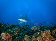 Tauchen mit Haien · Tauchsafaris Socorro Island 