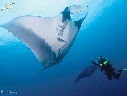 Tauchen mit gigantischen Mantas an San Benedicto 