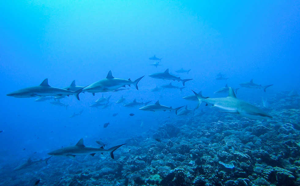 Tauchen am Südpass Tumakohua in Fakarava  