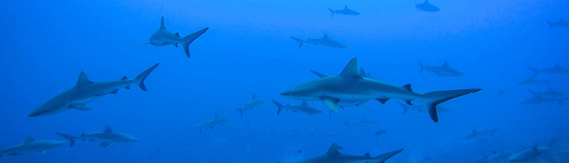 Wall of Sharks an Fakaravas Südpass Tumakohua 