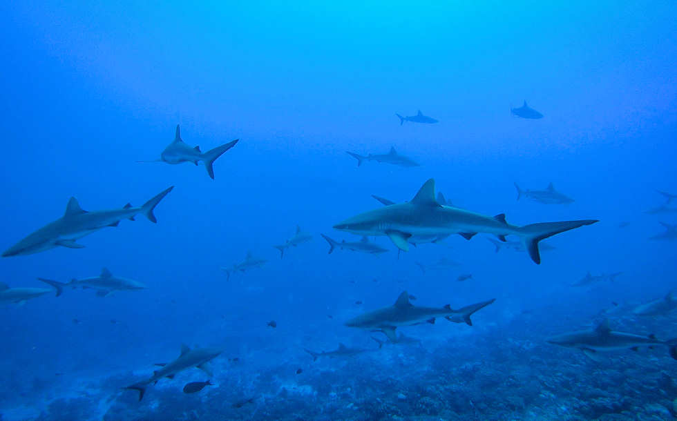 Wall of Sharks an Fakaravas Südpass Tumakohua 