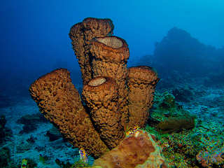 Unterwasserlandschaft Indonesien 