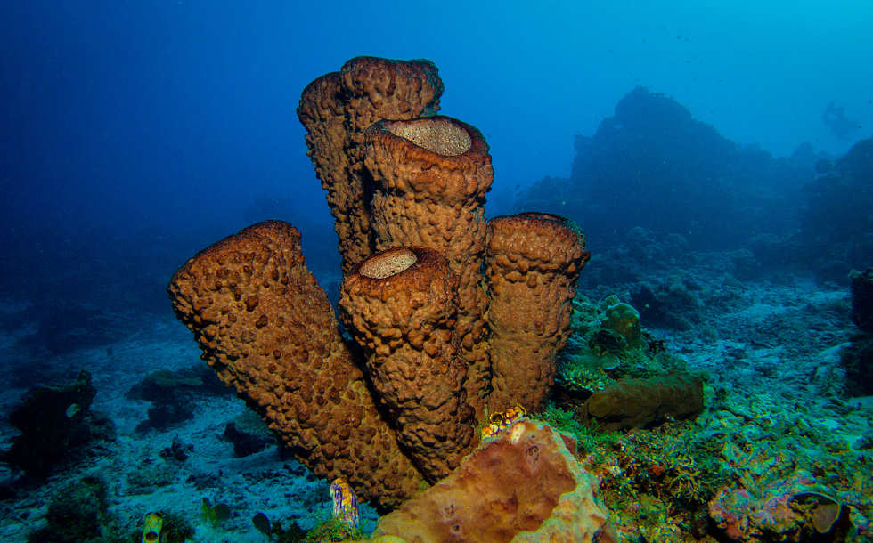 Unterwasserlandschaft Indonesien 