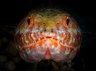 Tauchen in Nord-Sulawesi, Lembeh 
