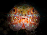 Tauchen in Nord-Sulawesi, Lembeh 