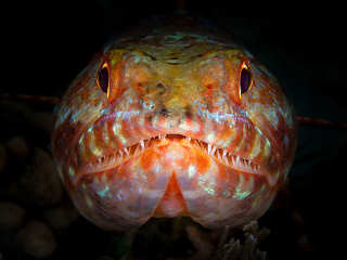 Tauchen in Nord-Sulawesi, Lembeh 