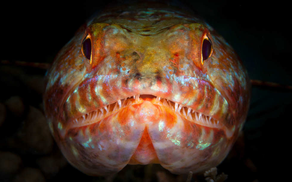 Tauchen in Nord-Sulawesi, Lembeh 