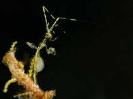 Tauchen auf Banka – Sea Souls Diving, Sulawesi 