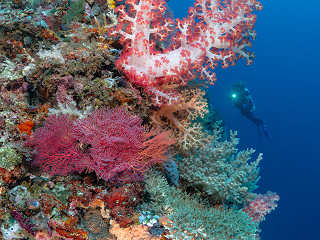 Tauchen in Sulawesi, Bangka 