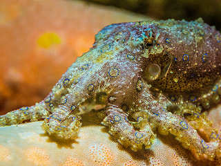 Blauringoktopus 