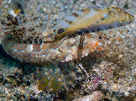 Muck-Tauchen in der Straße von Lembeh, Nord-Sulawesi 