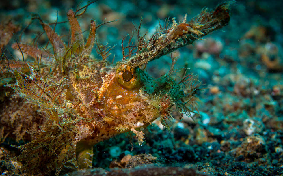 Tauchen in Sulawesi – Lembeh Strait 
