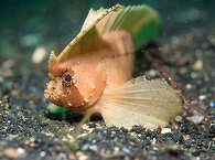 Muck-Tauchen in der Lembeh Strait – Sulawesi 