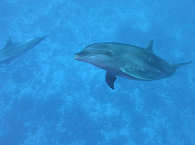 Tauchen mit Delfinen · Tauchurlaub Tahiti · Französisch-Polynesien 