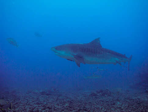Tauchen mit Tigerhaien vor Tahiti / Französisch-Polynesien 
