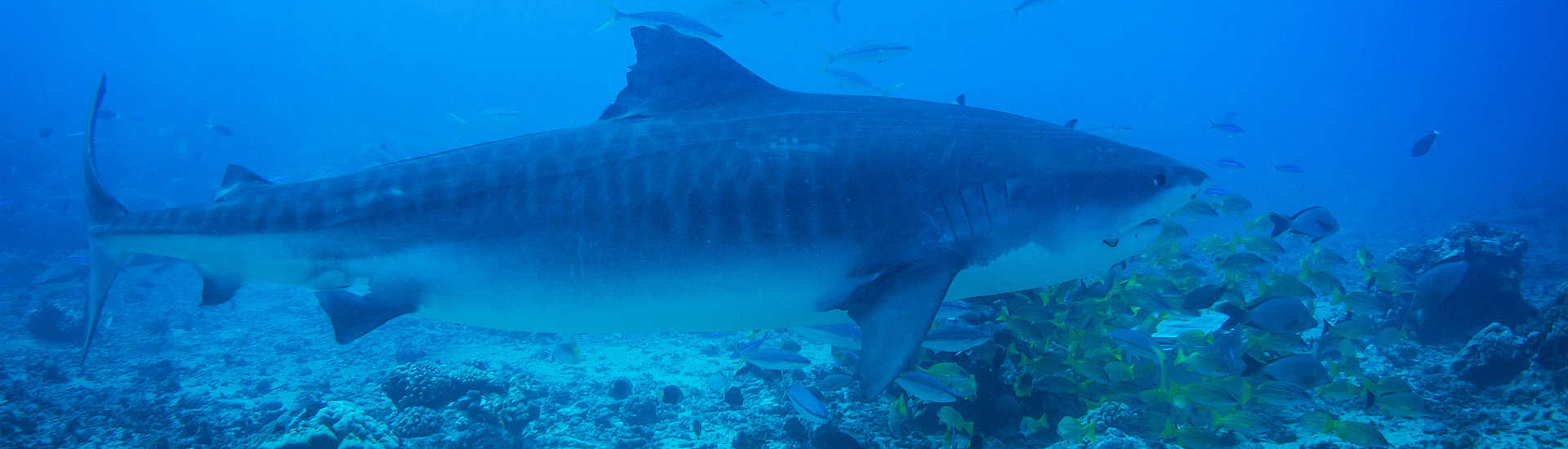 Tauchen mit Tigerhaien vor Tahiti – Französisch Polynesien 