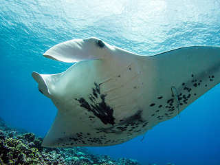 Manta in Tikehau · Französisch-Polynesien 