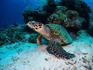 Karettschildkröte beim Tauchen an den Togian Islands 